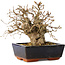 Carpinus coreana, 17 cm, ± 25 jaar oud