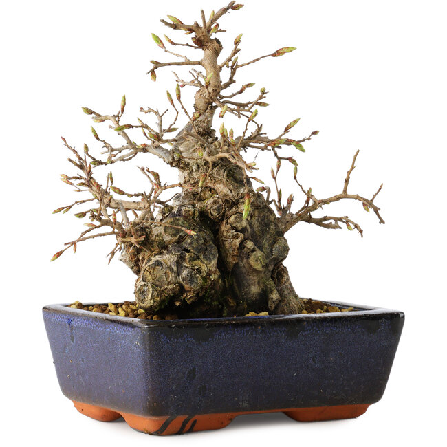 Carpinus coreana, 18 cm, ± 25 Jahre alt