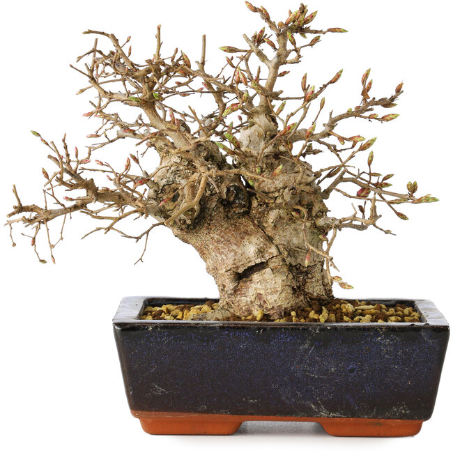 Carpinus coreana, 17 cm, ± 25 years old