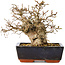 Carpinus coreana, 17 cm, ± 25 jaar oud