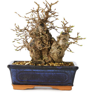 Carpinus coreana, 19 cm, ± 25 jaar oud