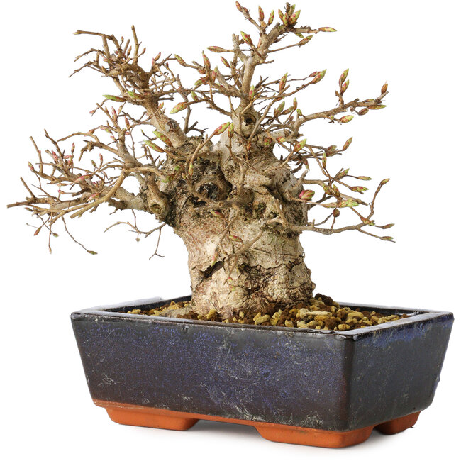 Carpinus coreana, 17 cm, ± 25 Jahre alt