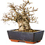 Carpinus coreana, 17 cm, ± 25 jaar oud