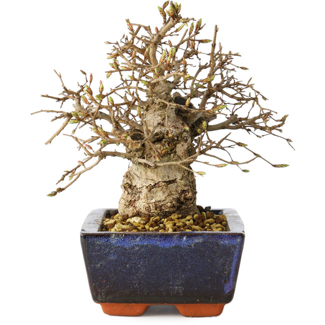 Carpinus coreana, 17 cm, ± 25 Jahre alt