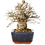 Carpinus coreana, 17 cm, ± 25 jaar oud