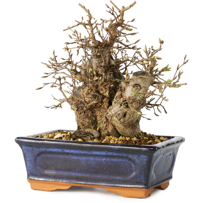 Carpinus coreana, 19 cm, ± 25 Jahre alt