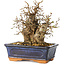 Carpinus coreana, 19 cm, ± 25 anni
