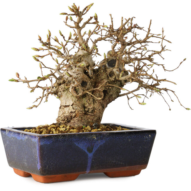 Carpinus coreana, 17 cm, ± 25 years old
