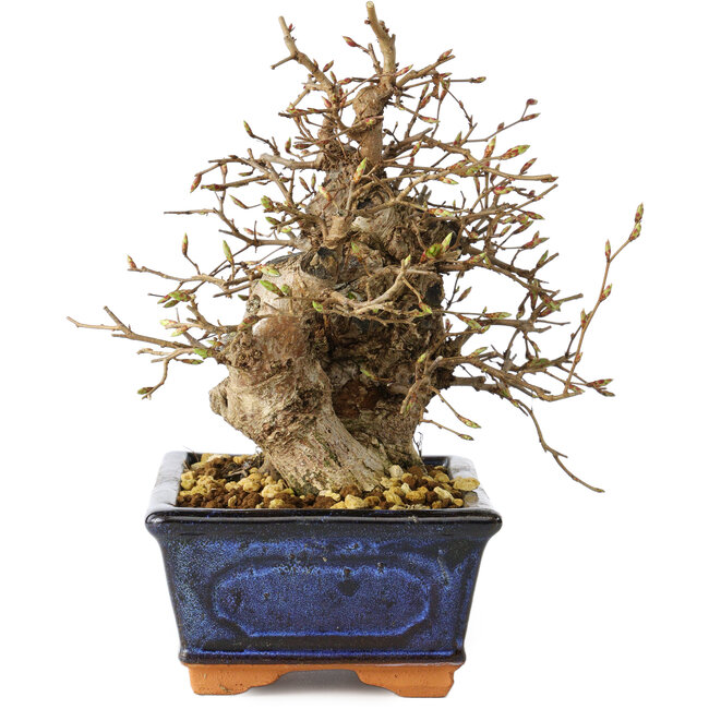 Carpinus coreana, 19 cm, ± 25 ans