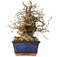 Carpinus coreana, 19 cm, ± 25 anni