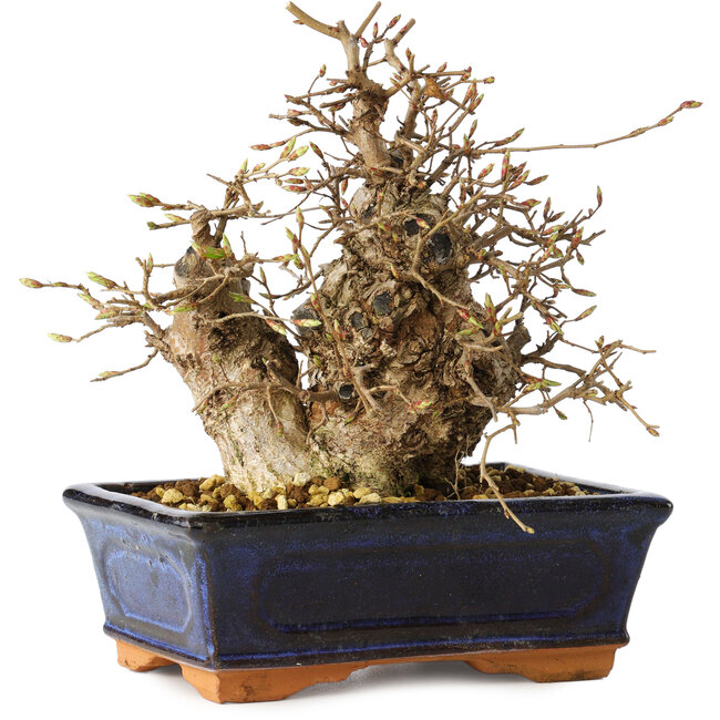 Carpinus coreana, 19 cm, ± 25 Jahre alt