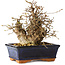 Carpinus coreana, 19 cm, ± 25 anni