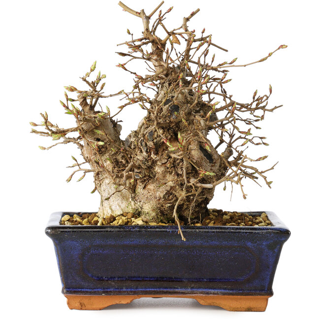 Carpinus coreana, 19 cm, ± 25 anni