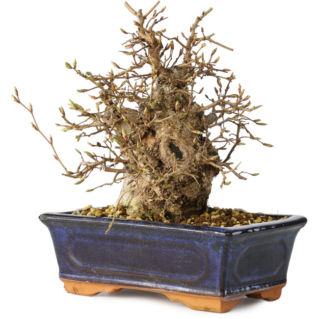 Carpinus coreana, 19 cm, ± 25 anni