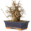 Carpinus coreana, 19 cm, ± 25 jaar oud