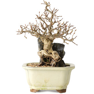 Carpinus coreana, 18 cm, ± 25 jaar oud