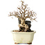 Carpinus coreana, 18 cm, ± 25 jaar oud