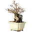 Carpinus coreana, 18 cm, ± 25 jaar oud