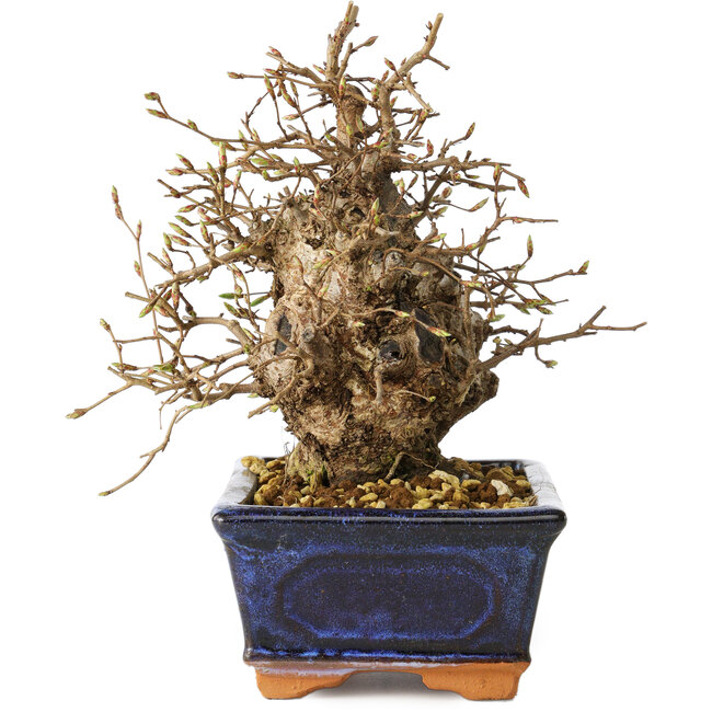 Carpinus coreana, 19 cm, ± 25 años