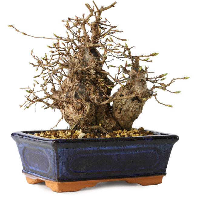 Carpinus coreana, 19 cm, ± 25 Jahre alt