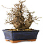 Carpinus coreana, 19 cm, ± 25 anni