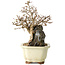 Carpinus coreana, 18 cm, ± 25 jaar oud