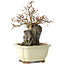 Carpinus coreana, 18 cm, ± 25 jaar oud
