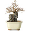 Carpinus coreana, 18 cm, ± 25 jaar oud