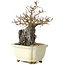 Carpinus coreana, 18 cm, ± 25 jaar oud