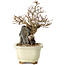 Carpinus coreana, 18 cm, ± 25 jaar oud