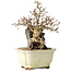 Carpinus coreana, 18 cm, ± 25 jaar oud