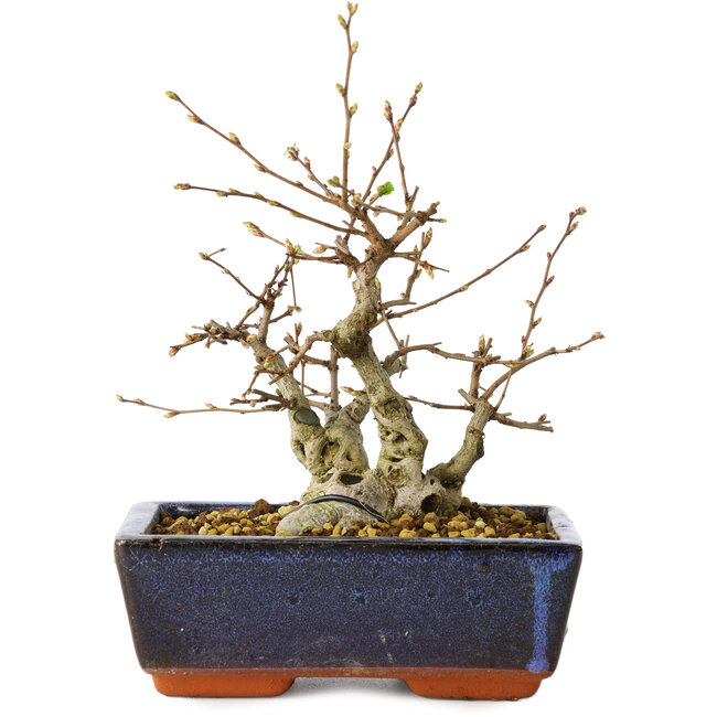 Carpinus coreana, 15 cm, ± 25 jaar oud