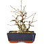Carpinus coreana, 15 cm, ± 25 jaar oud