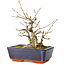 Carpinus coreana, 15 cm, ± 25 jaar oud