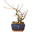 Carpinus coreana, 15 cm, ± 25 jaar oud