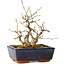 Carpinus coreana, 15 cm, ± 25 jaar oud