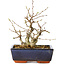 Carpinus coreana, 15 cm, ± 25 jaar oud