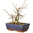 Carpinus coreana, 15 cm, ± 25 jaar oud