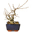 Carpinus coreana, 15 cm, ± 25 jaar oud