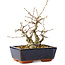 Carpinus coreana, 15 cm, ± 25 jaar oud