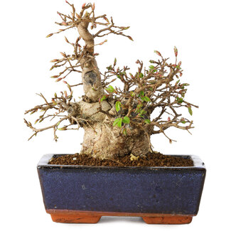 Carpinus coreana, 17 cm, ± 25 jaar oud