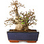 Carpinus coreana, 17 cm, ± 25 jaar oud