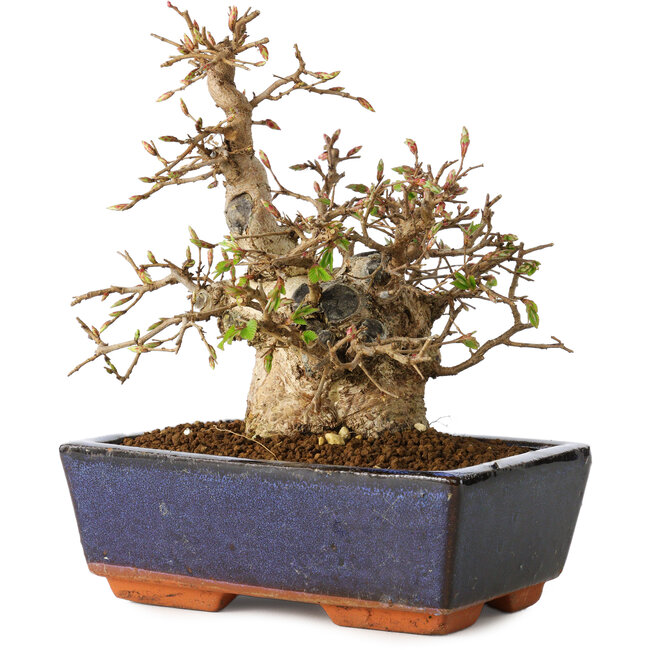 Carpinus coreana, 17 cm, ± 25 anni
