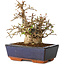Carpinus coreana, 17 cm, ± 25 jaar oud