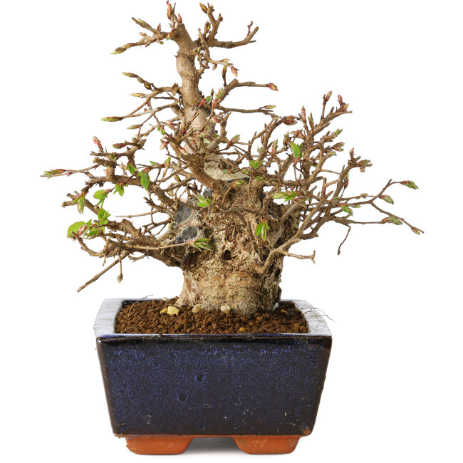 Carpinus coreana, 17 cm, ± 25 ans