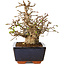 Carpinus coreana, 17 cm, ± 25 jaar oud