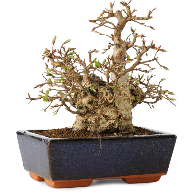 Carpinus coreana, 17 cm, ± 25 años