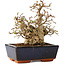 Carpinus coreana, 17 cm, ± 25 jaar oud