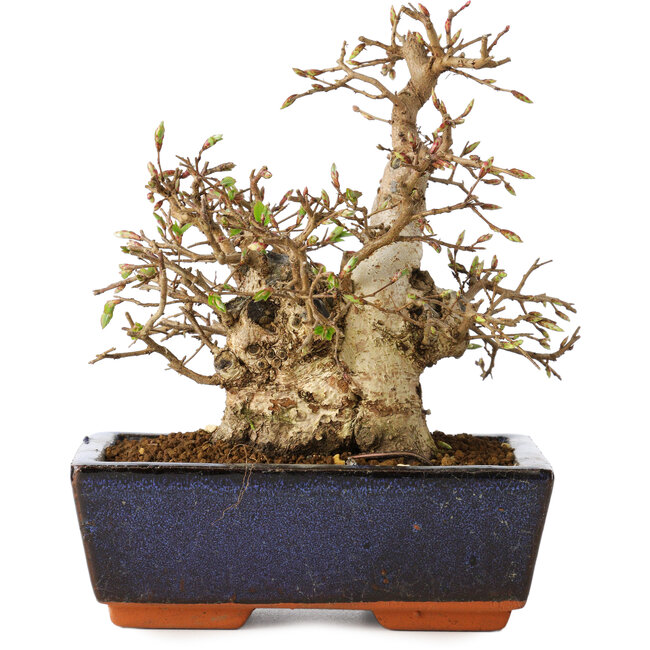 Carpinus coreana, 17 cm, ± 25 Jahre alt