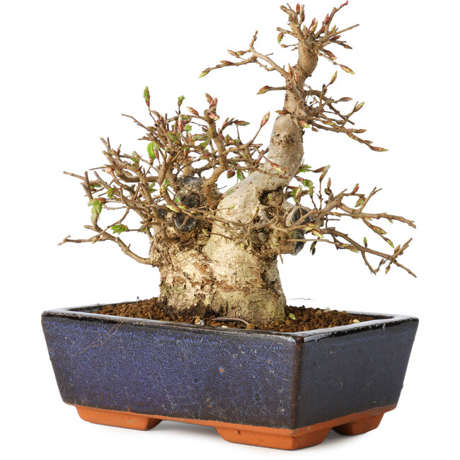 Carpinus coreana, 17 cm, ± 25 years old